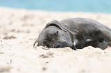 CANE CORSO 626